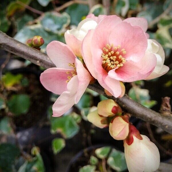 15 APPLE BLOSSUM JAPANESE QUINCE SEEDS – Chaenomeles speciosa ‘Apple Blossom ‘