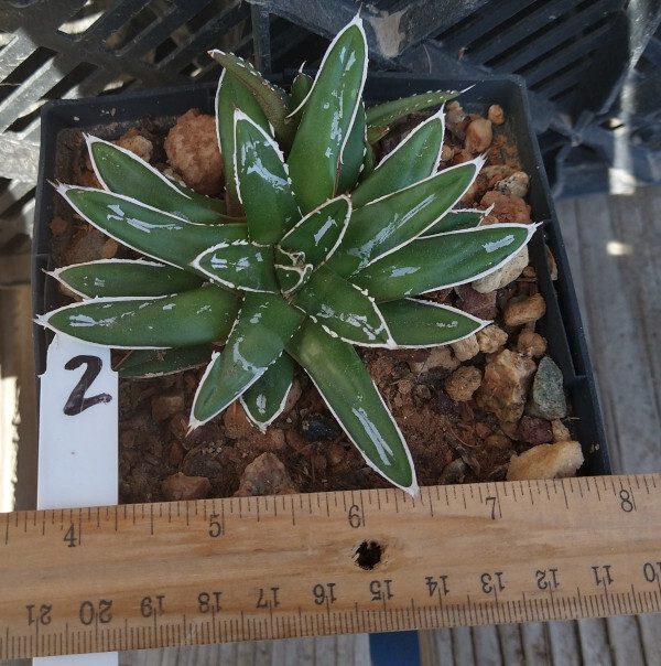 Agave victoria-reginae compacta Queen Victoria Agave 2