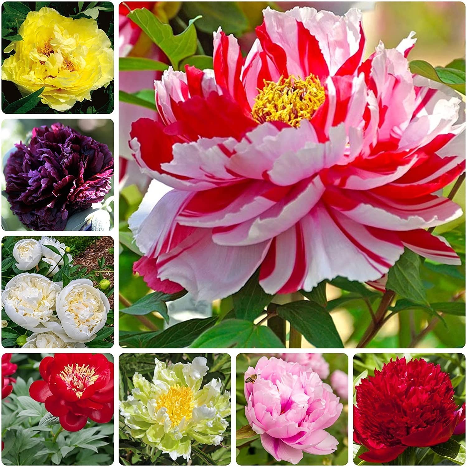 20Pcs Rare Mixed Color Peony Seeds Paeonia Perennial Double Bloom Garden Flower