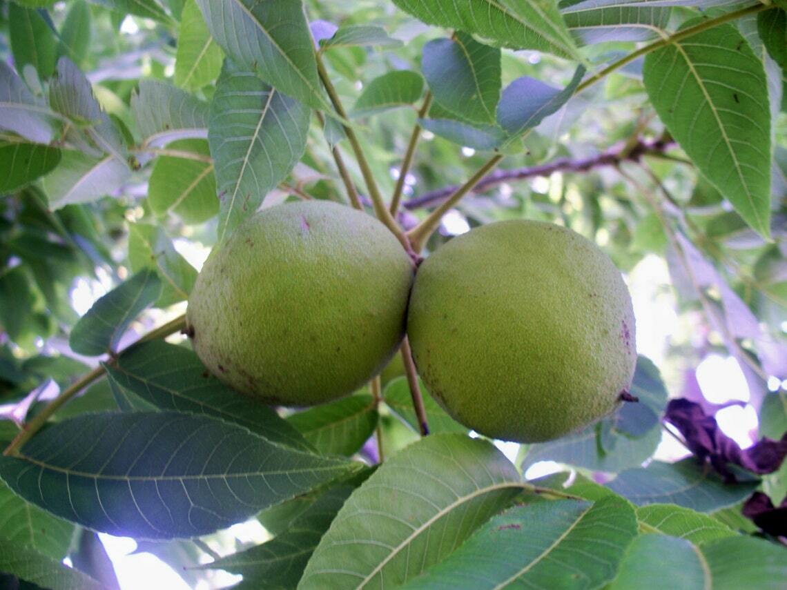 6 BLACK WALNUTS IN SHELL