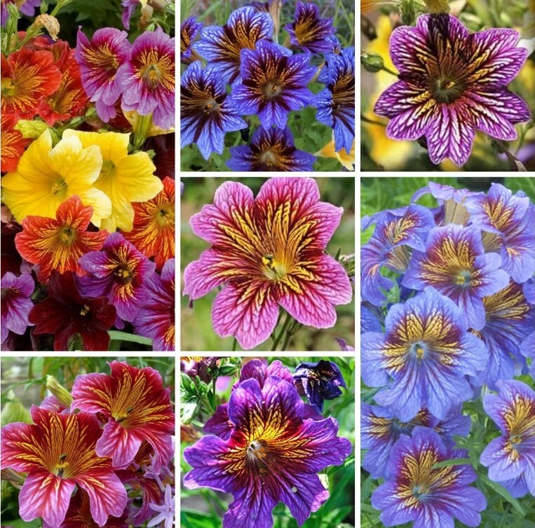 50+ Salpiglossis Mix seeds