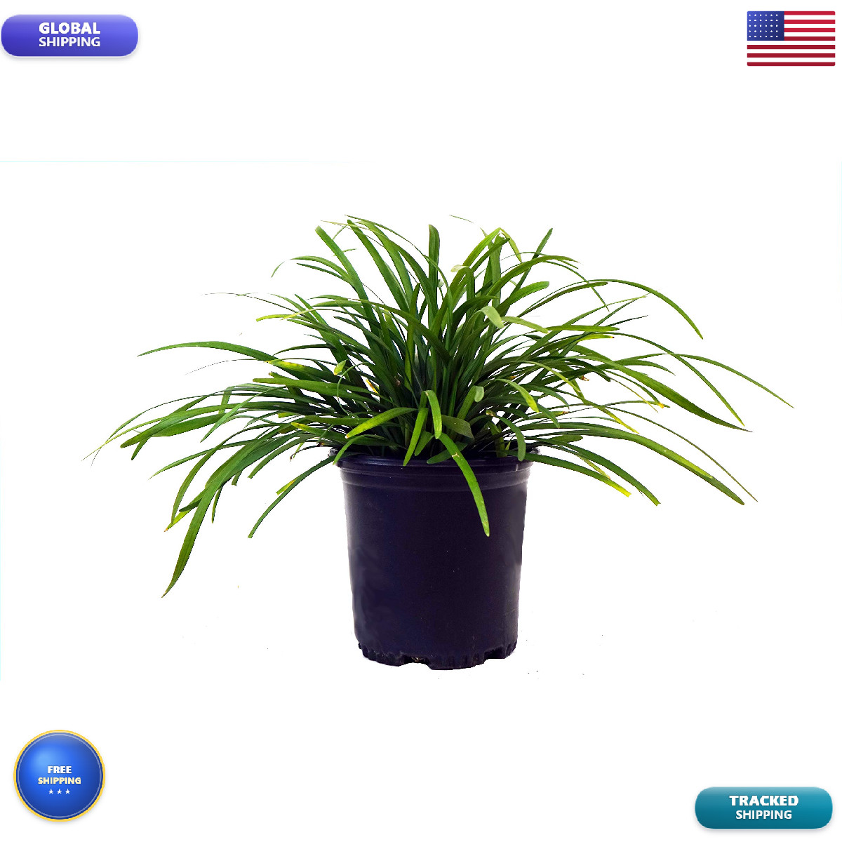 Green Promise Farms Liriope Muscari Big Blue Lilyturf Perennial Lavender