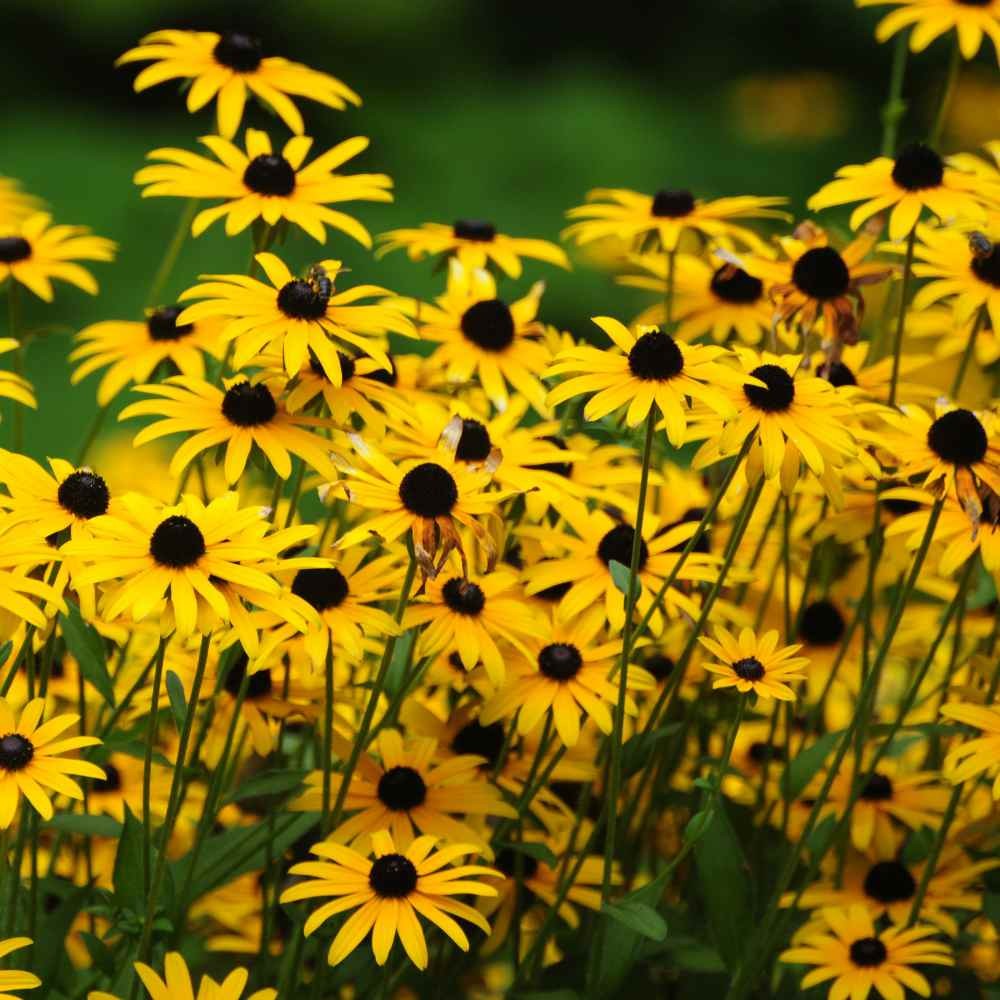 5 LBS Rudbeckia Hirta Drought Tolerant Black Eyed Susan Wildflower Seeds