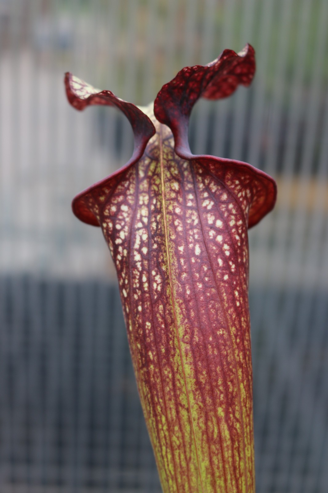 Sarracenia Esme Cowlard x (leucophylla PL x cuprea) OP Gallon Exact Plant