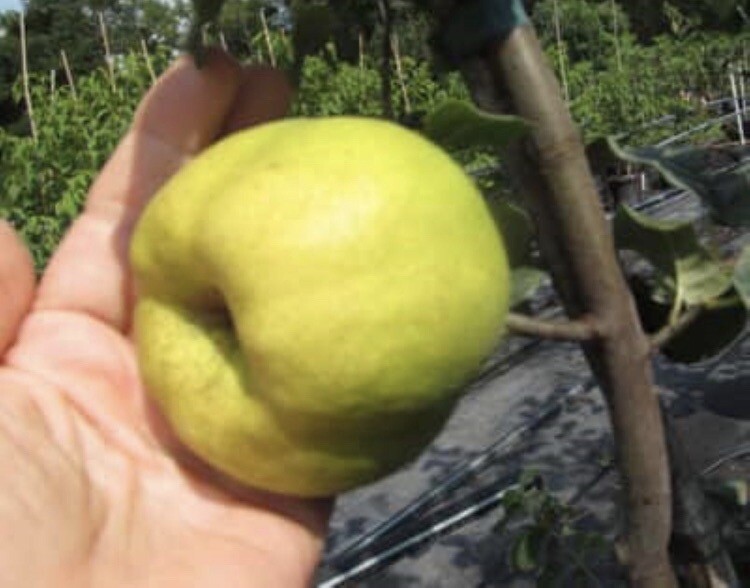 Quince Fruit tree, variety name -“Crimea”, 3 gal 3-4 ft. No Ship to HI, CA, AK