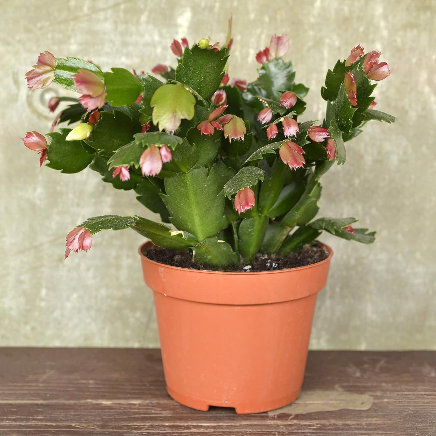 Christmas Cactus Potting Soil Mix 1qt, Ideal for Succulents, Christmas Cacti, an