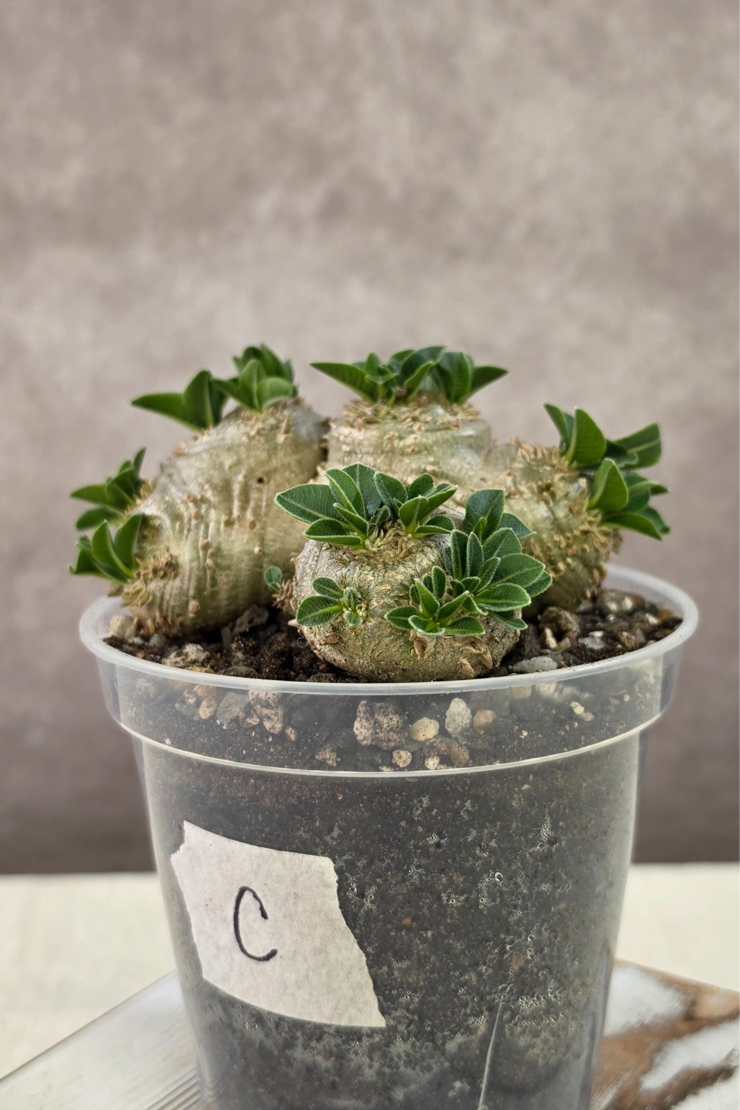 HUGE and RARE! Pachypodium Brevicaule Succulent not Ambongense Windsorii Cactus