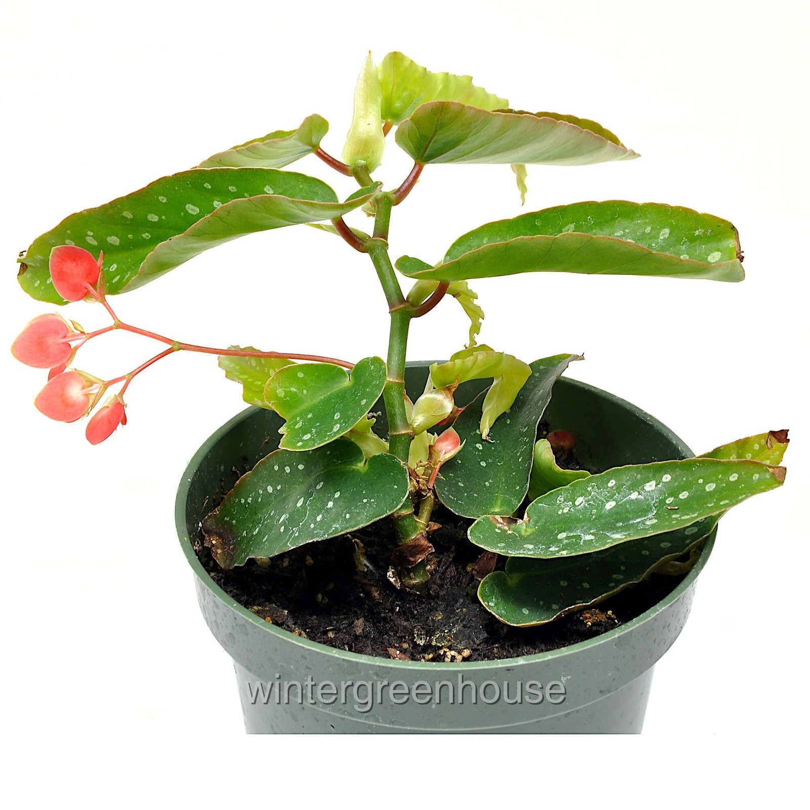 Begonia maculata Tamaya, Bamboo Cane Begonia, Container Size: 4.5″