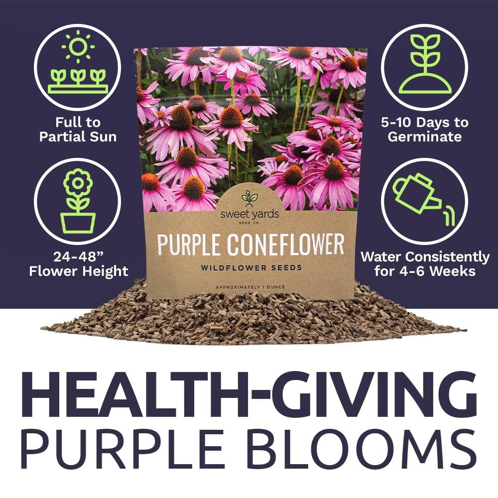Purple Coneflower Seeds – Extra Large Packet – Over 1 Ounce Pouch,