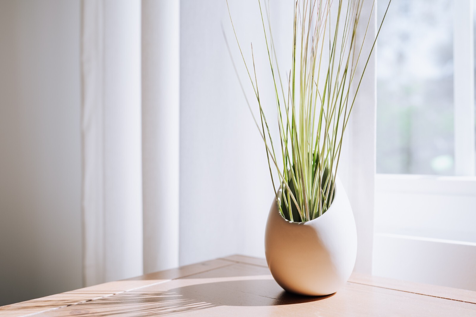 White Ceramic Wall Planter with Assorted Air Plant – Tillandsia for Home Decor