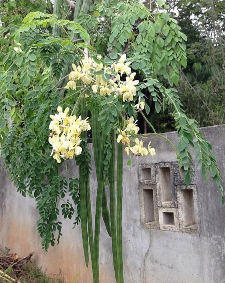 Moringa Oleifera Seeds Organic for planting Non GMO