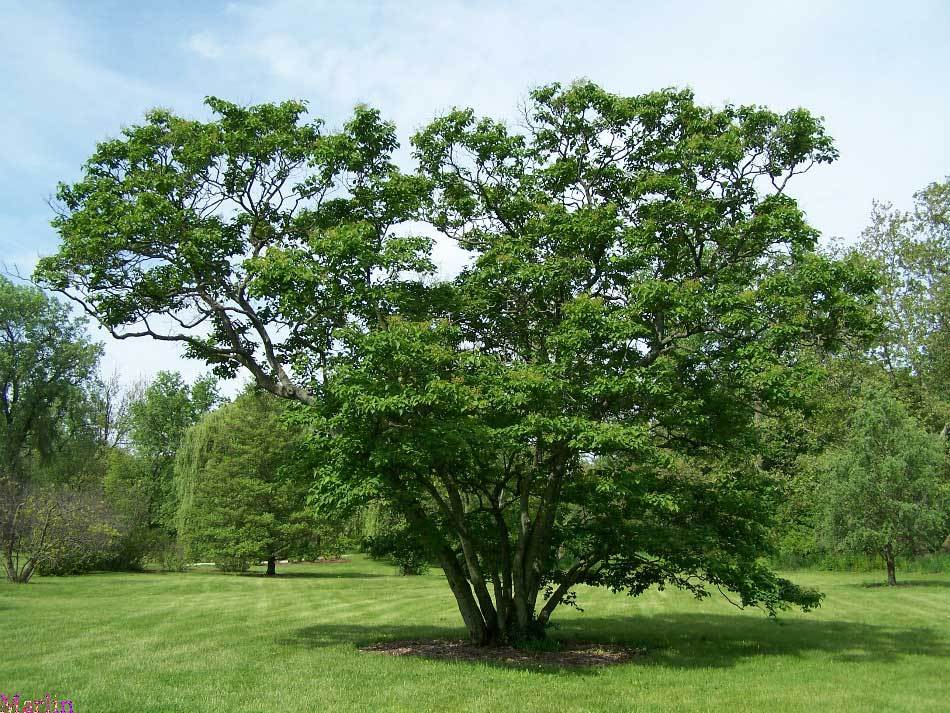 Japanese Tree Lilac, Syringa reticulata, Tree Seeds (Fast, Fragrant, Hardy)