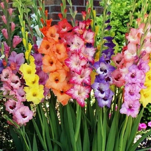 Unique Flowers