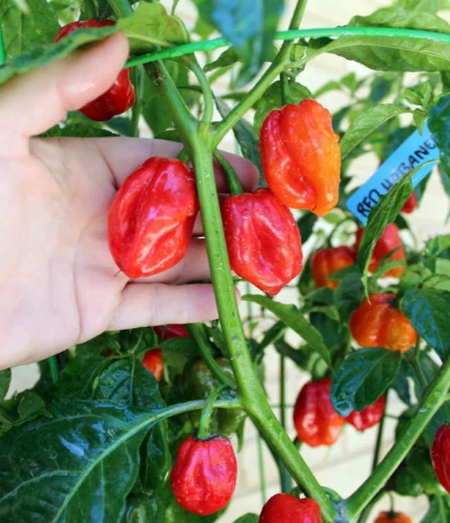 Red Habanero Pepper Plant – 2 Plants in a Pot – Hot Chili Pepper – Zones 9–11