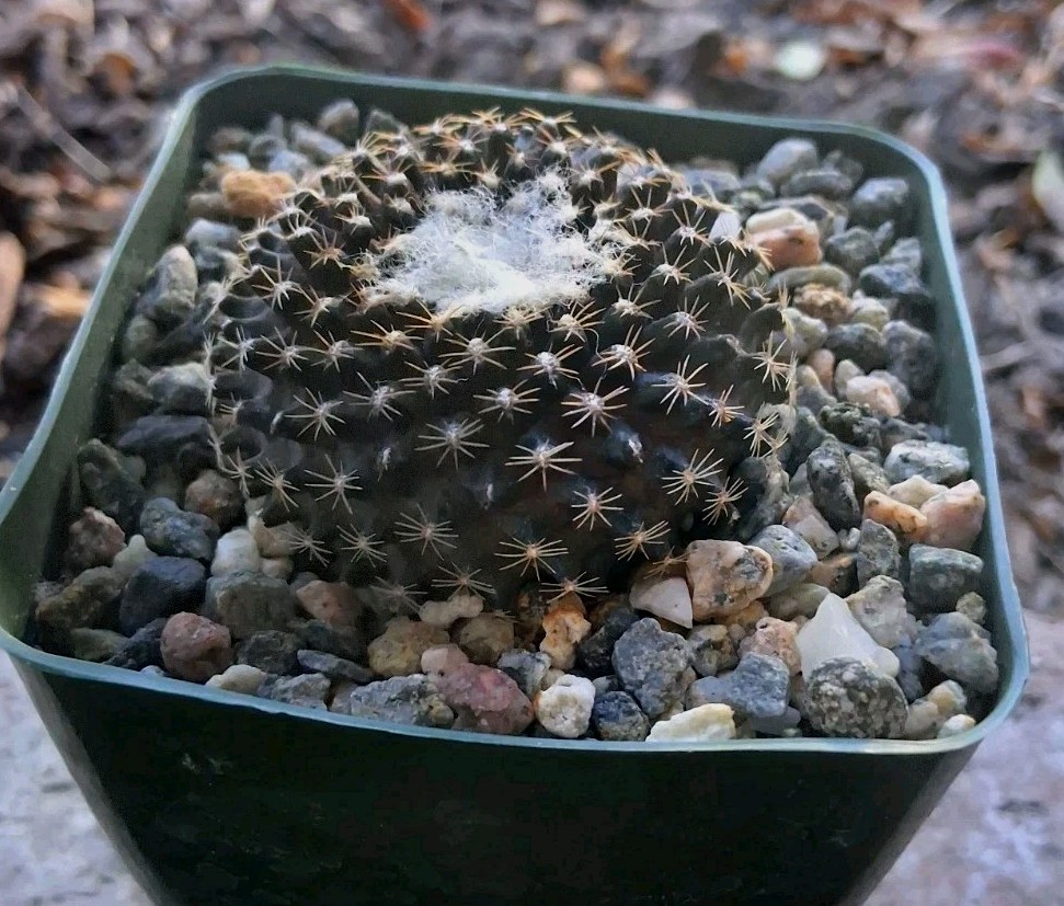 Copiapoa Tenuissima PURPLE Cactus Blooms Yellow Ships In 4″ Pot Just Beautiful