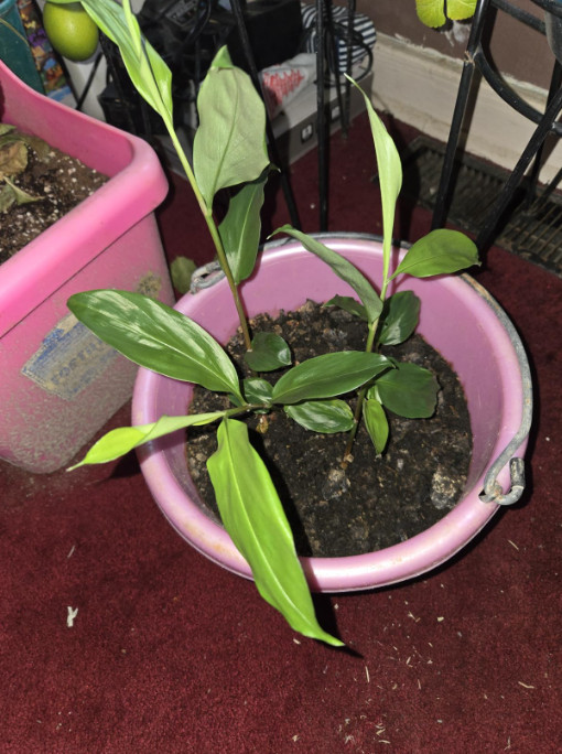 2 Live Shampoo Ginger Plants (Zingiber zerumbet) – 4-6″ Tall – No Pot