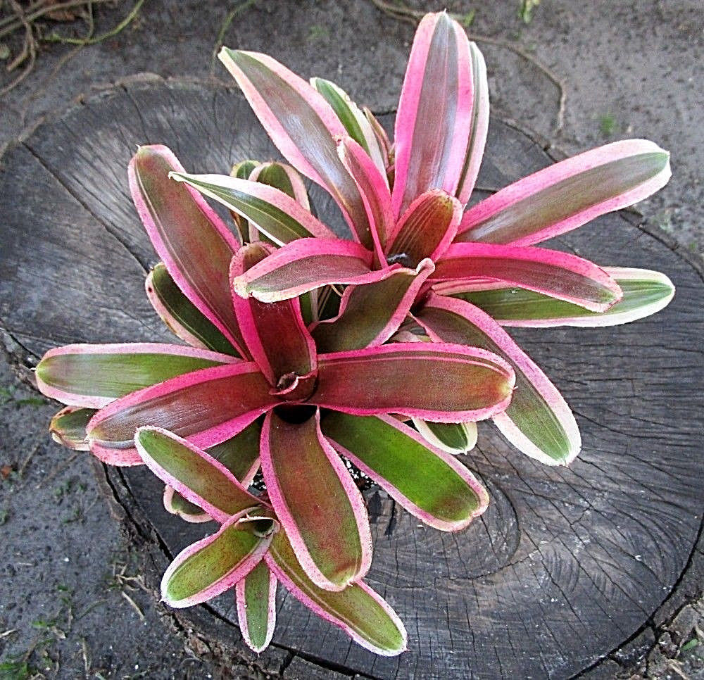 BROMELIAD Terrarium Vivarium Wholesale ULTIMATE Neoregelia 10 Pack 10 Varieties