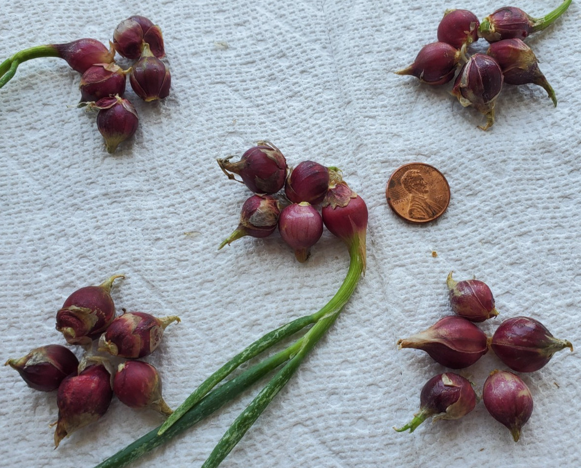 Egyptian Walking Onions Bulblets 20 Small Size Lot Organic Heirloom 2026 Harvest