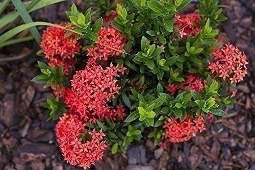 Ixora Taiwanese Red | 3 Gallon | Ixora coccinea | Low Maintenance | Hardy Plant
