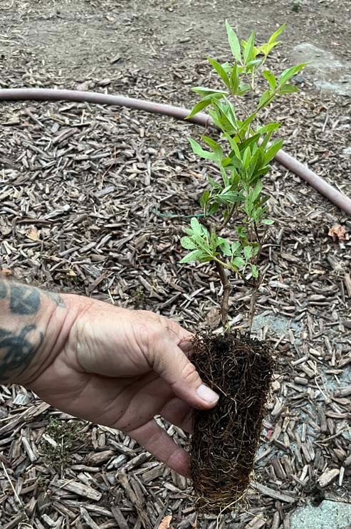 Vitex Chaste tree – Live Plants – Lilac Chasteberry