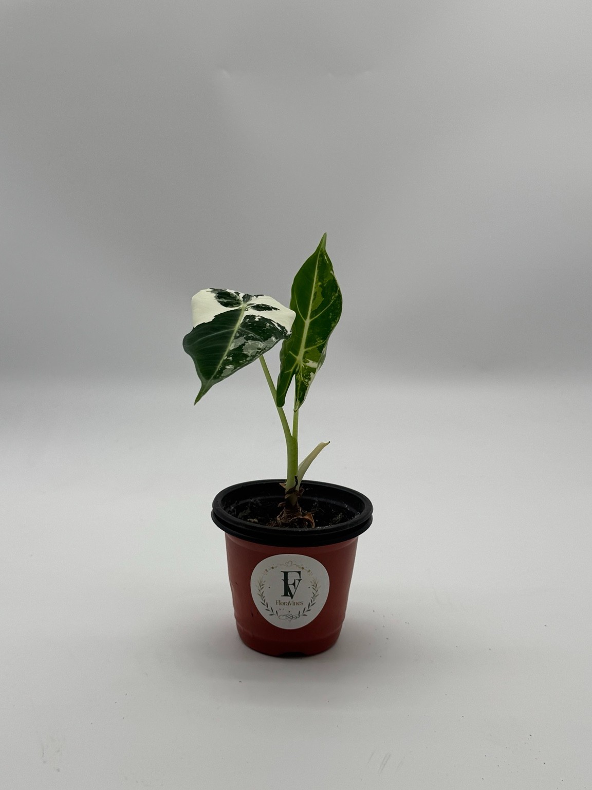Variegated Alocasia Frydek Live Plant 4in Pot Rare White Variegated Elephant Ear