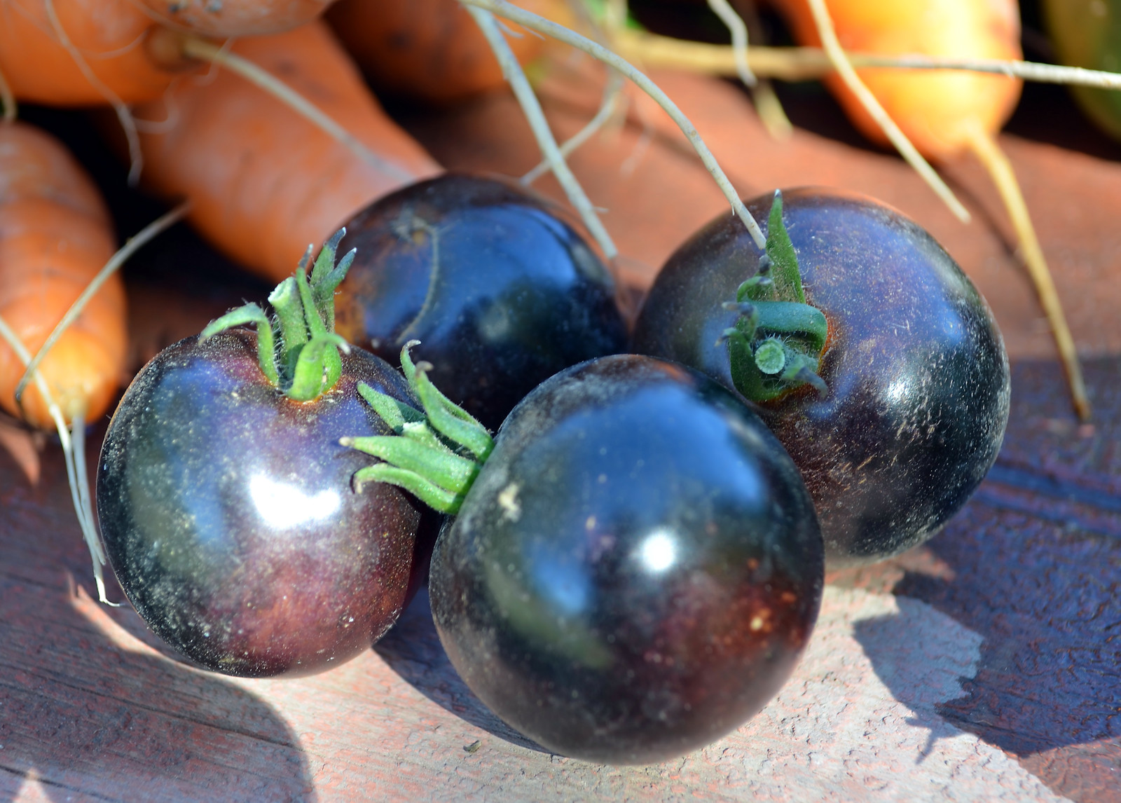 0.1 gram Indigo Rose Tomato seed. Selectively bred. World’s first blue tomato!