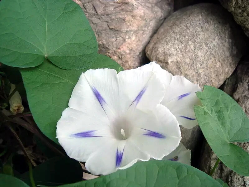 IPOMEA PURPUEA Mix Tall MORNING GLORY FLOWER VINE SEEDS Fast Hardy Climber Plant