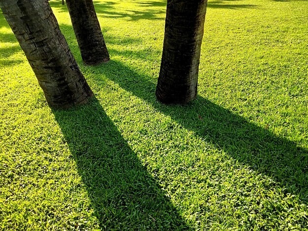 Sun & Shade Grass Seed Mixture, 3 lbs for lawns and Food plots
