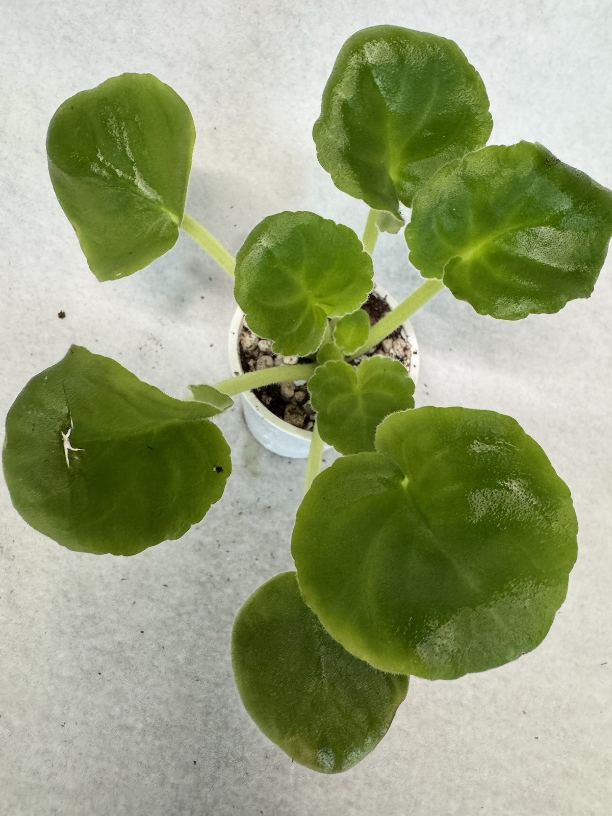 African Violet KZ Zolotye Shary/golden Balloons Starter