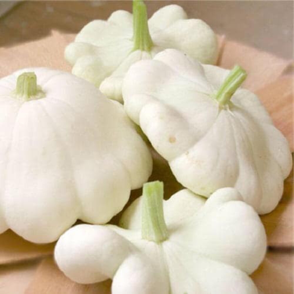 50 WHITE Bush SCALLOP SQUASH Patty Pan Summer Cucurbita Pepo Vegetable Seeds