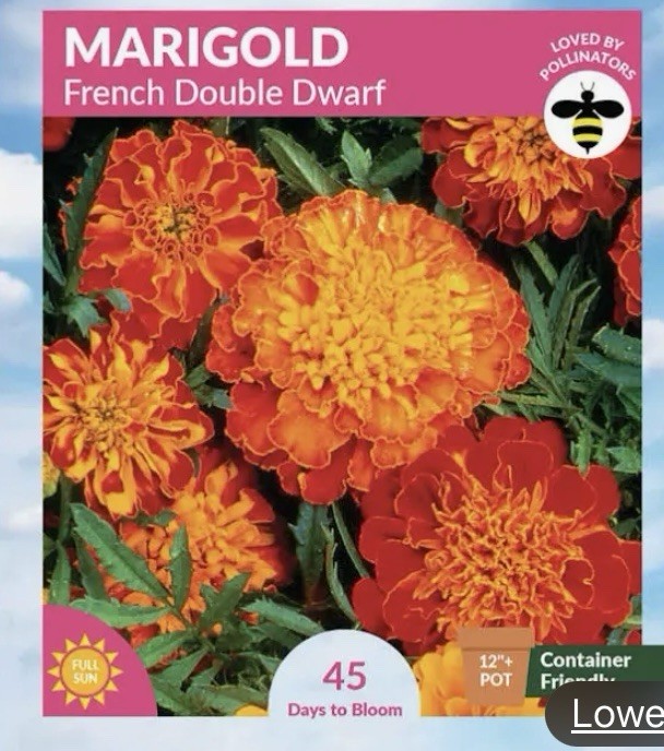 French Marigold ORANGE FLAME Double Dwarf Beneficial Plant Non-GMO 200 Seeds!