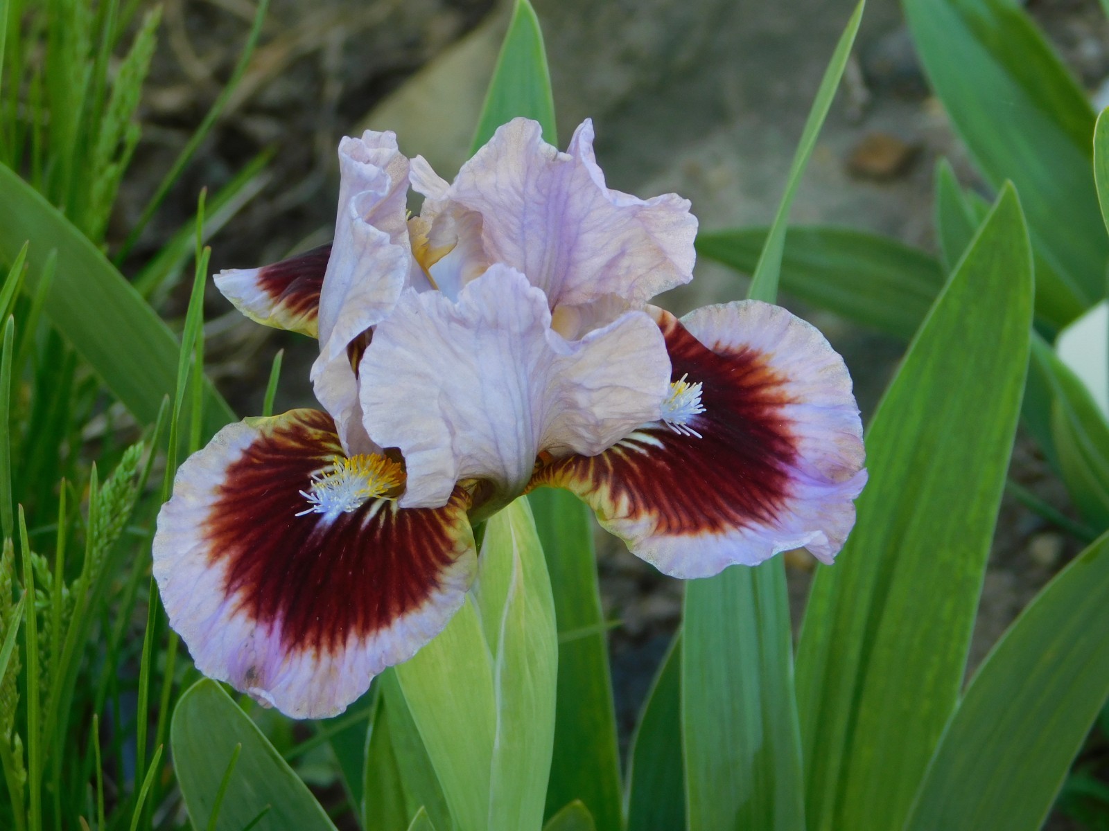 Standard Dwarf Bearded Iris GOING IN CIRCLES LOT OF 5