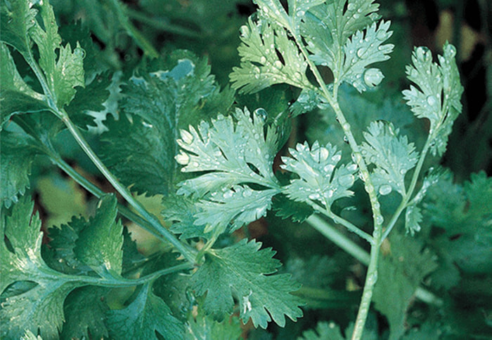 ORGANIC Slow Bolt Cilantro Seeds | Non-GMO | Fresh Garden Seeds Free Ship