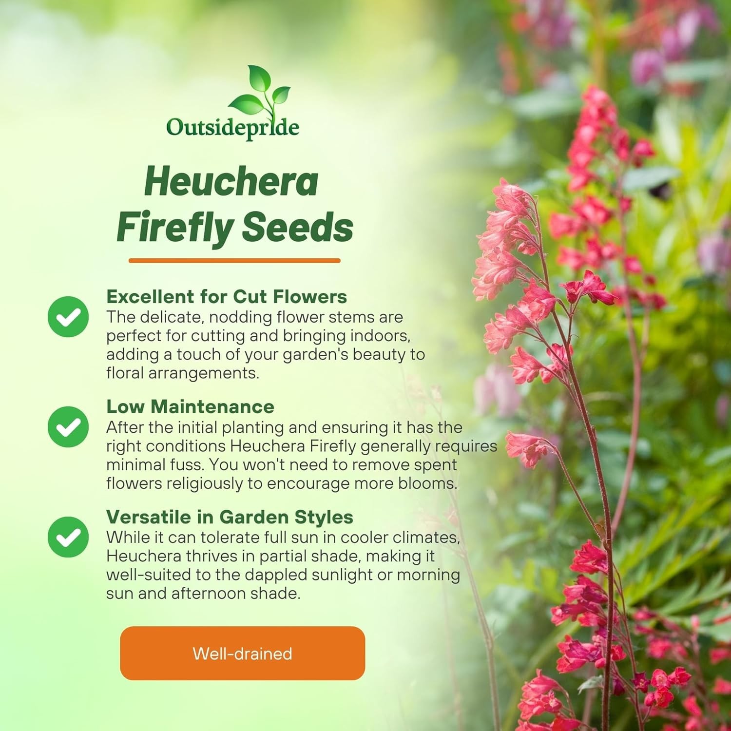 10000 Seeds Heuchera Firefly Seeds – Coral Bells Firefly Flower Seed