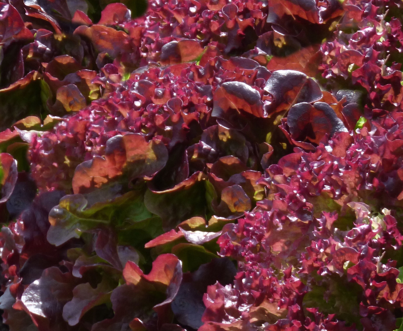 RUBY LEAF LETTUCE 50+ SEEDS Lactuca sativa