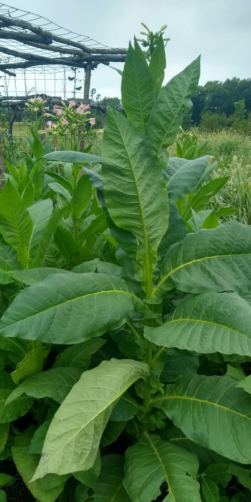 Perique Tobacco Seeds ~ 1000 to 100,000 seeds ~ Heirloom Nicotiana Tabacum