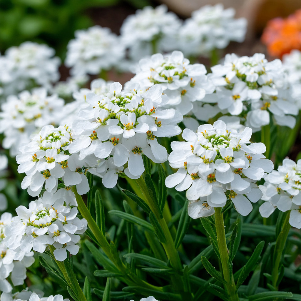 Empress Rocket Candytuft 200 Seeds | Fragrant White Flower Spikes