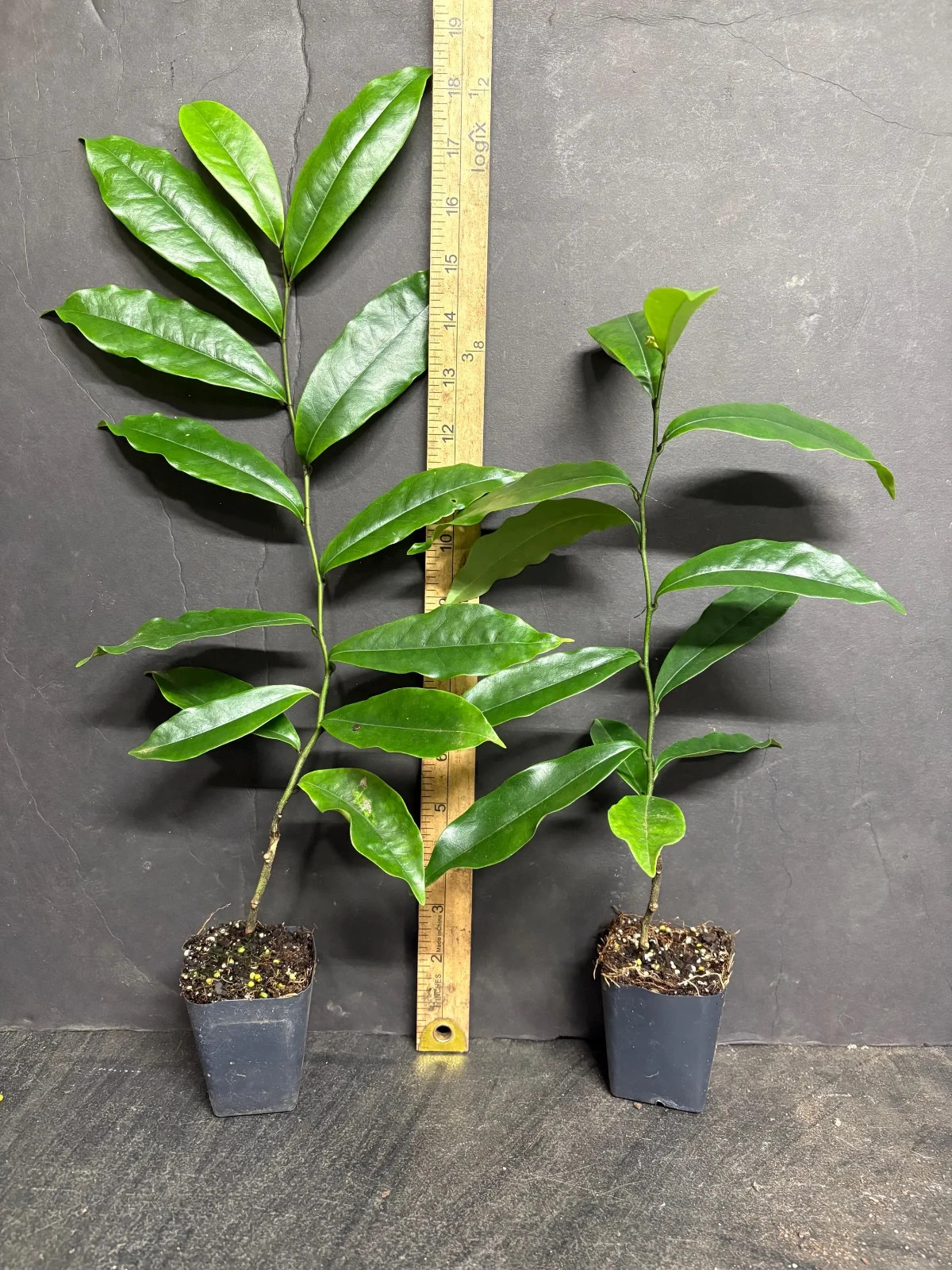Stellar Ruby~Magnolia Hybrid Tree~SMALL STARTER PLANT-Ruby Banana Scented Blooms