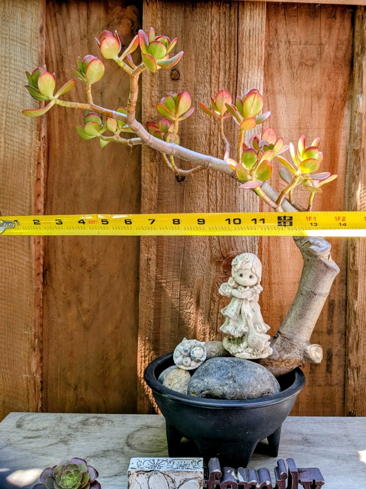 Jade Plant Thick Trunk Desktop Non Drilled Hole Bonsai @Door Pickup Zip Is 94538