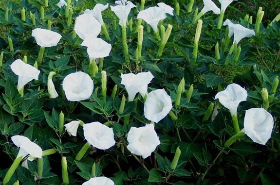 Moonflower 50+ Seeds WHITE Fragrant Bush Organic Moon flower Datura Trumpet