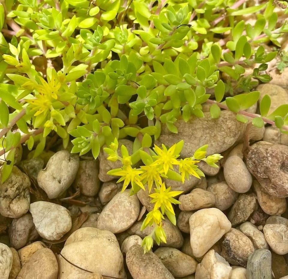 Stringy Stonecrop/Sedum Sarmentosum Small Live Starter Plant