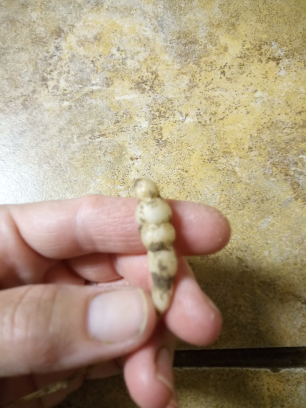 10 Florida Betony (Stachys floridana) Root Tubers- Freshly Dug & Ready To Plant