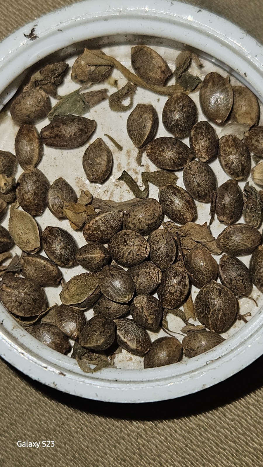 NWFLORIDA PINE SAPPLINGS SEEDS 5’TO 15′ 90 TO 120 DAY SOIL GROWN SEEDS 25per Pac