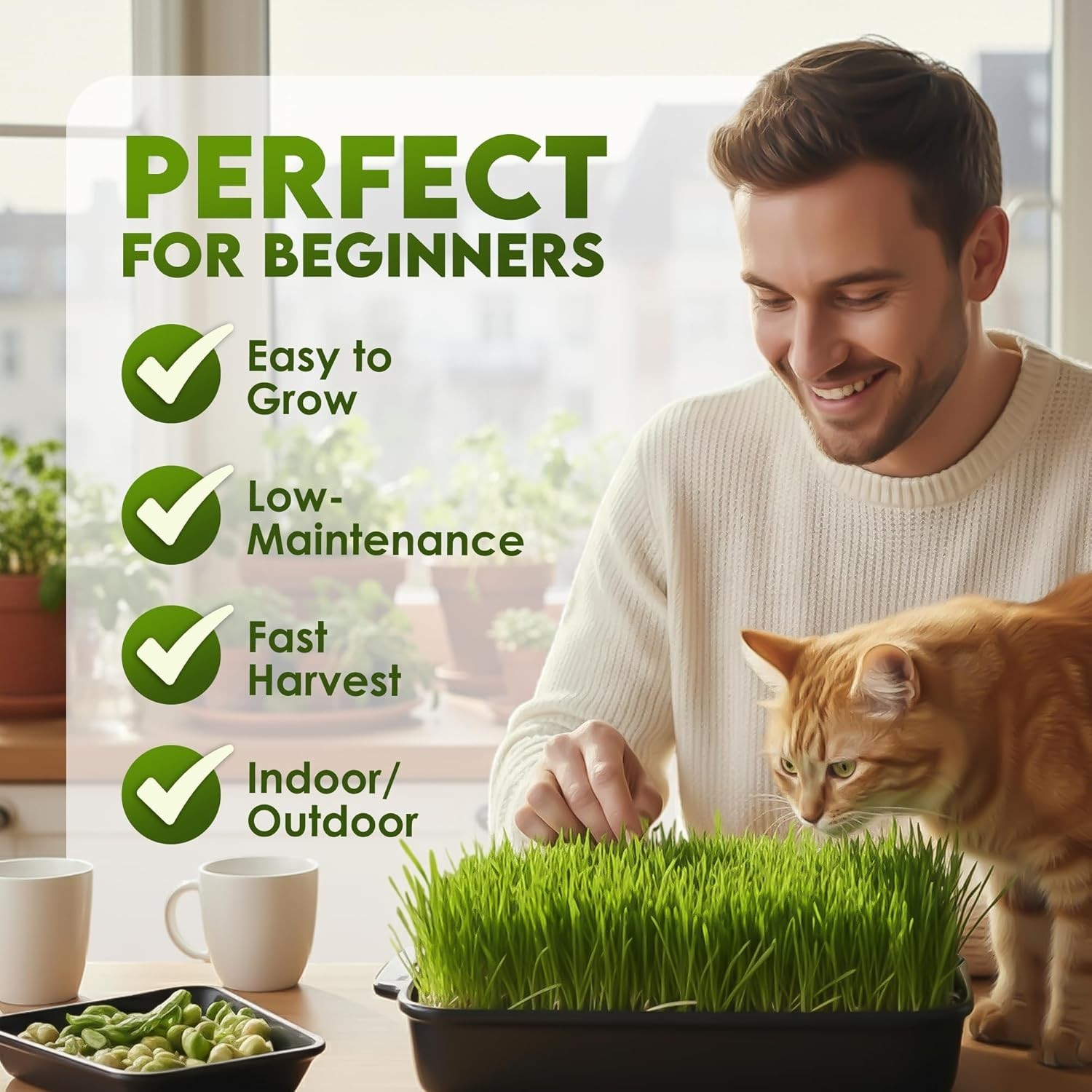 Organic Wheat Grass Seeds – Non-GMO, Cat Grass Treats Sprouting Seeds – Resea…