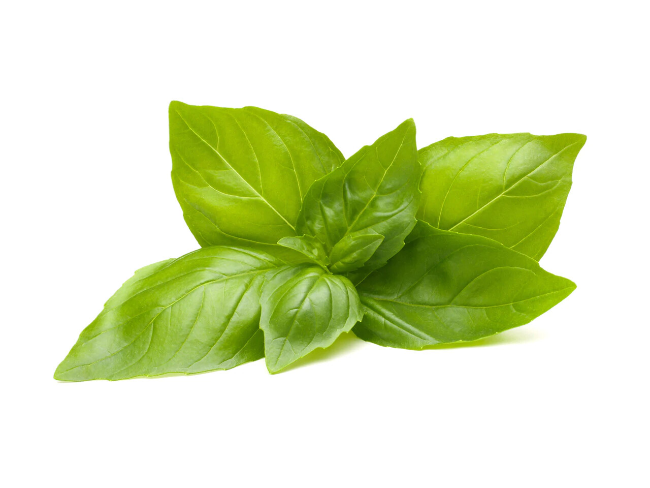 200 LEMON BASIL SEEDS ~ heirloomseedguy ~ 2026 ~ NON-GMO