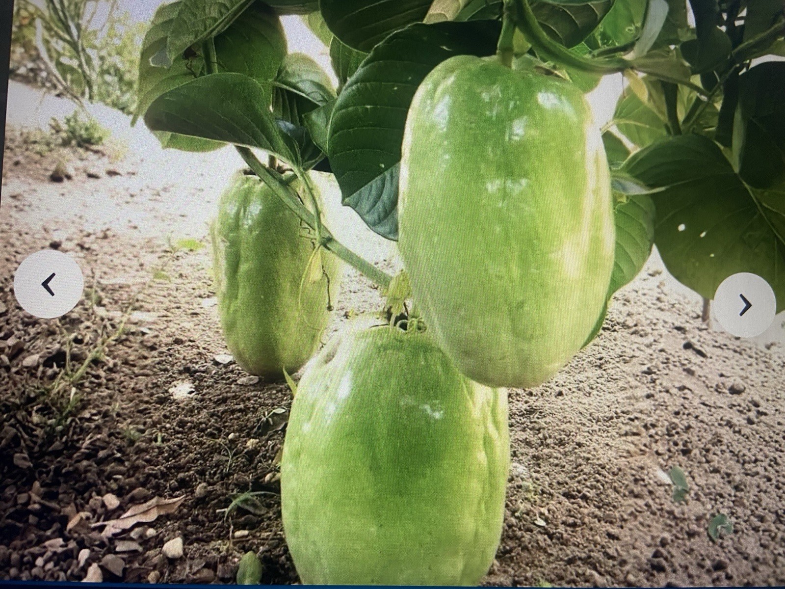 10 GIANT GRANADILLA SEEDS Passionfruit Flower Plants Passiflora quadrangularis