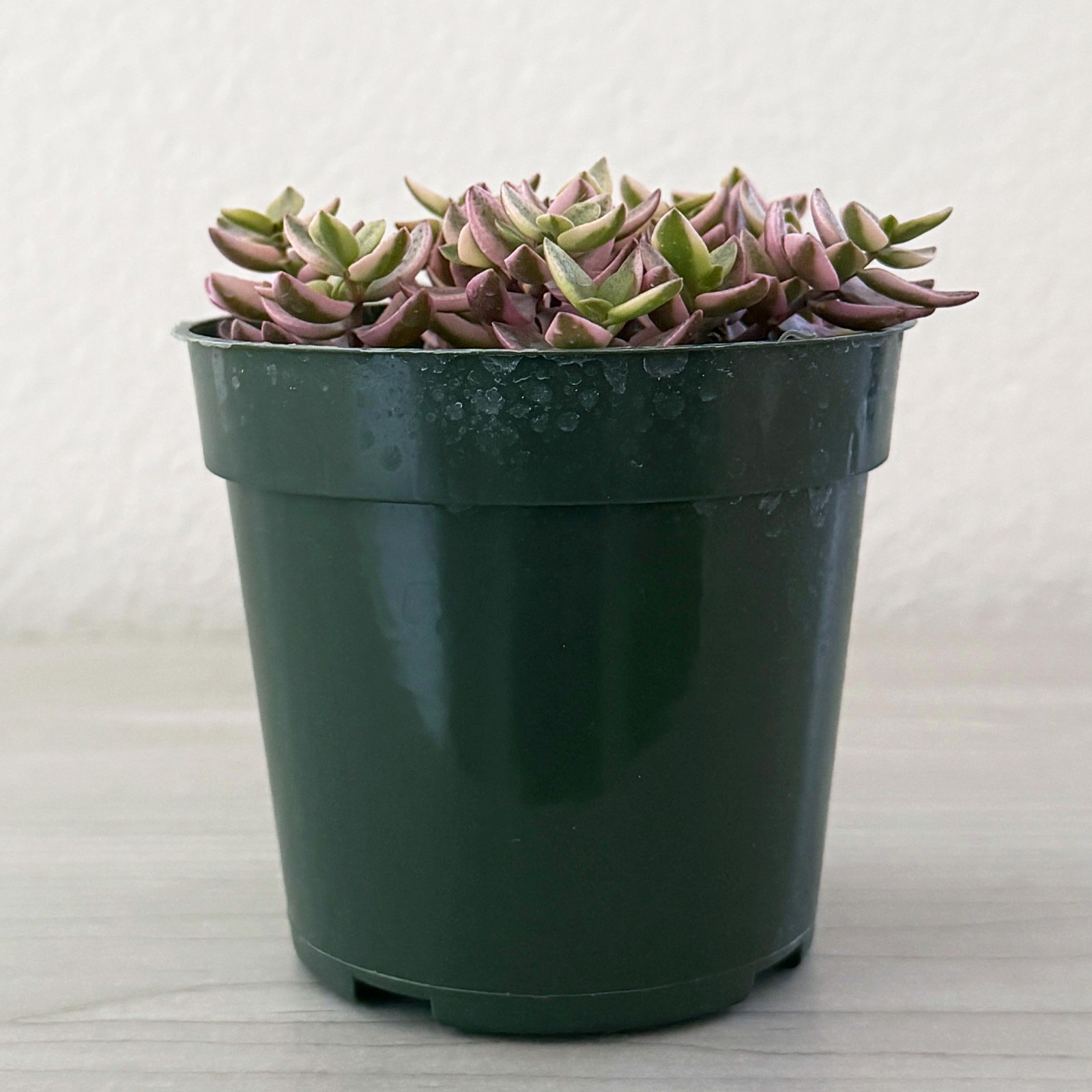 Succulent Live Plants – Crassula Volkensii Variegata – In 4″ Pot