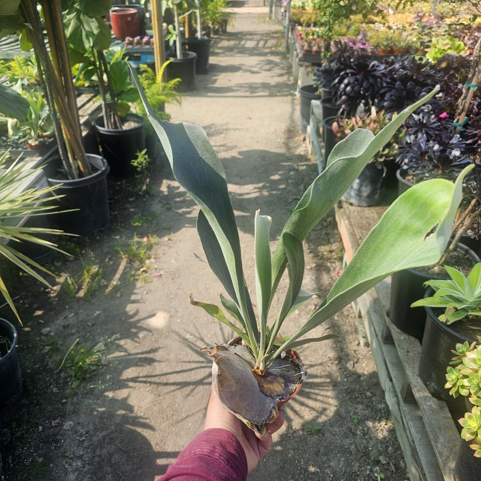 Staghorn Fern | 4in pot
