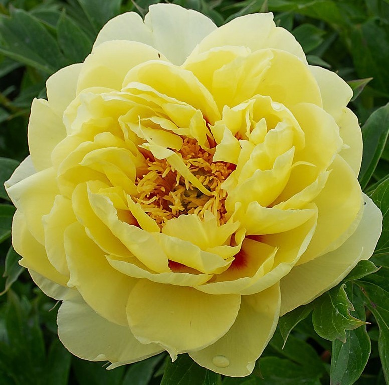 Supreme Yellow Itoh Bartzella Peony Lg. Root, Spectacular Blooms.Check Our Store