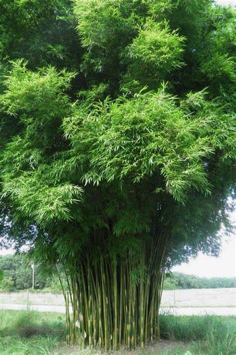 50 Graceful Bamboo Seeds Privacy Plant Garden Clumping Shade Screen US SELLER
